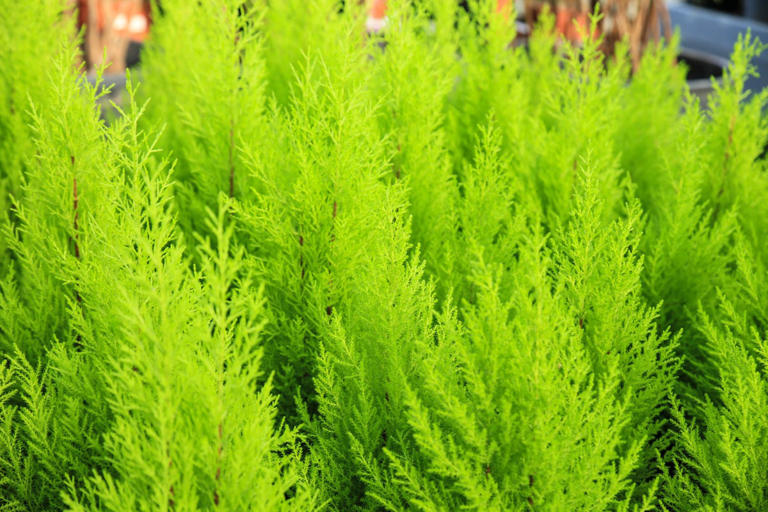 15 hardy winter plants to pot up now