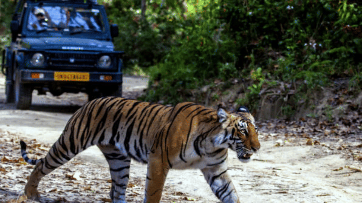 Tiger safaris only in ‘non-forest land’ or ‘degraded forest land’, not ...