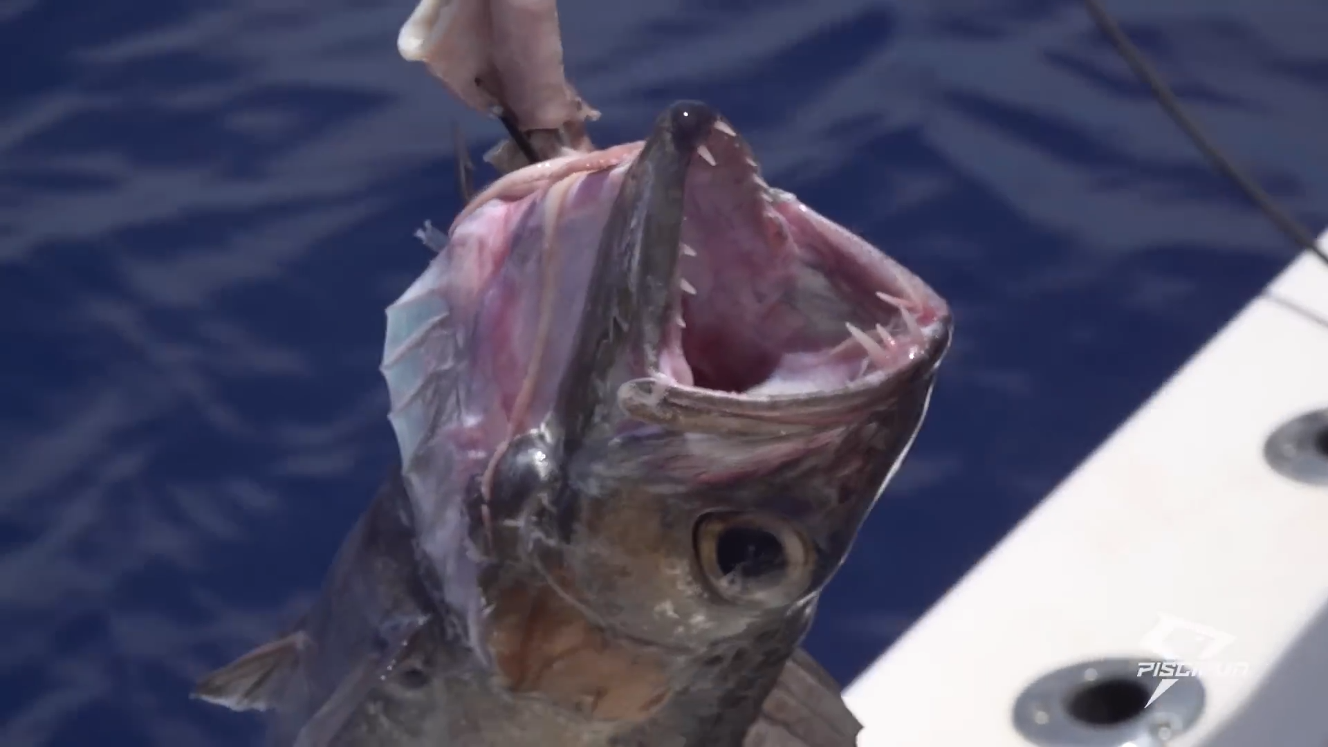 1500ft down - The wildest deep sea catch of a lifetime