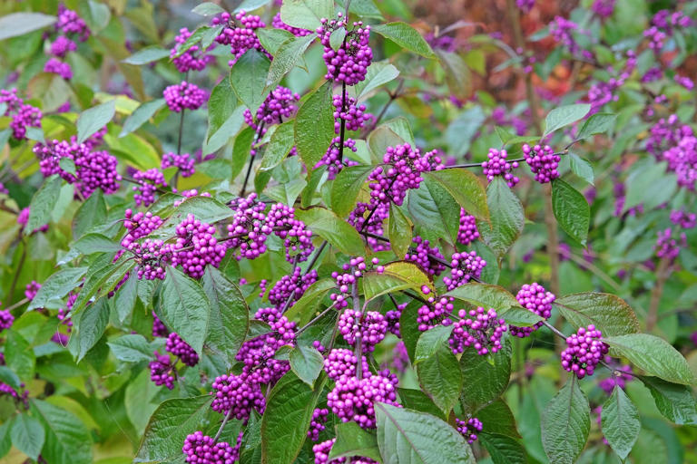 15 hardy winter plants to pot up now