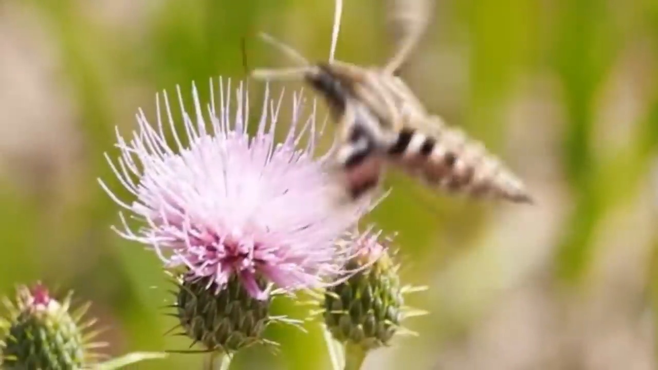 Are insect bans real or just exaggerated fears