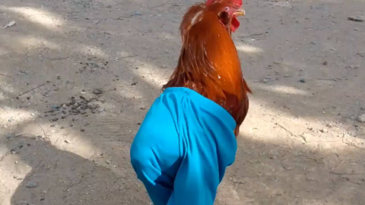 Stylish rooster wearing pants goes viral for his funny walking style