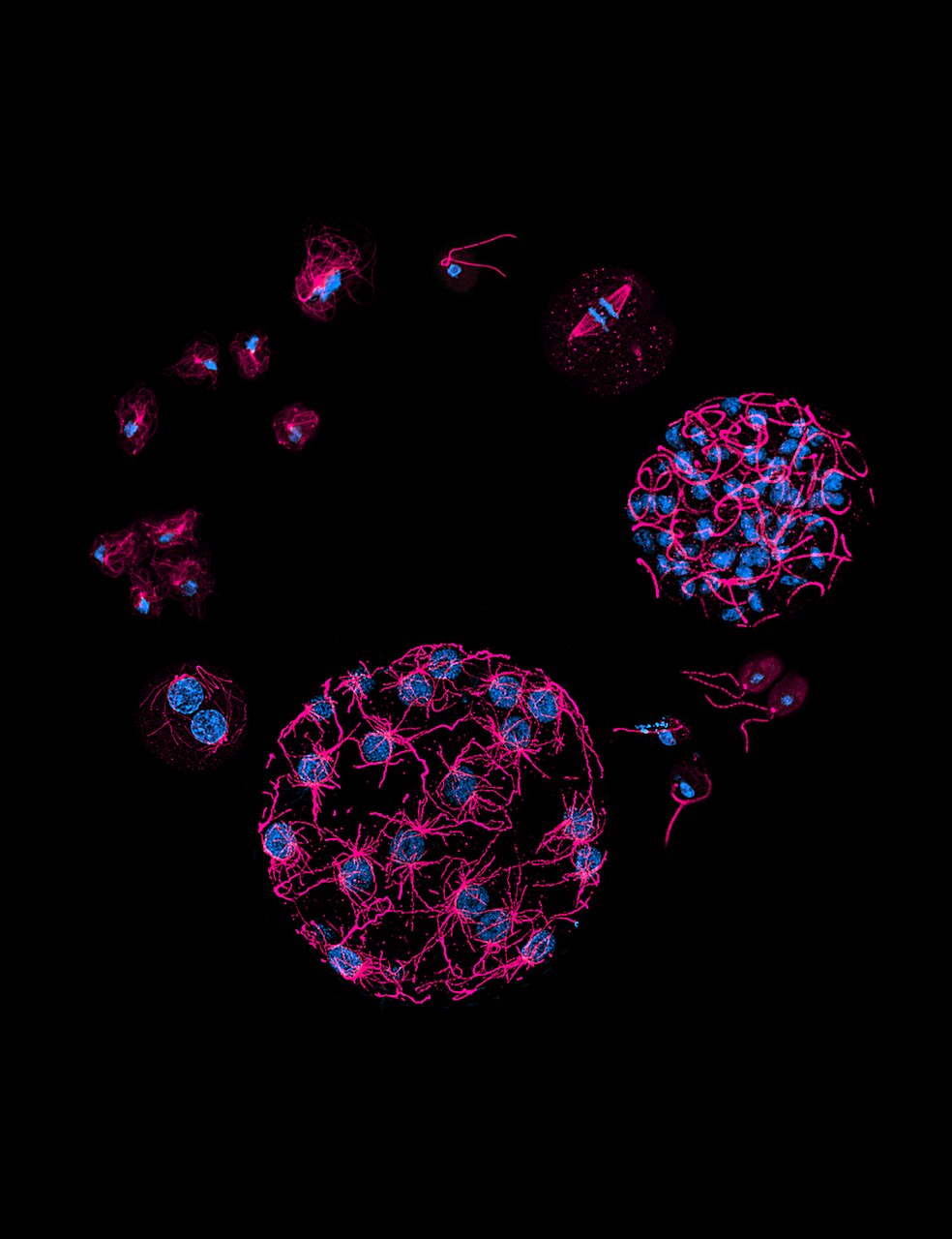 Single-celled organisms have more complex DNA epigenetic code than ...