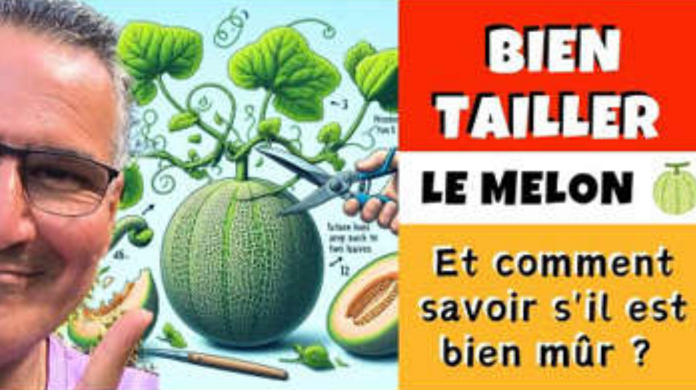 Comment Tailler le Melon et Vérifier S’il Est Bien Mûr Astuce Incroyable — free download