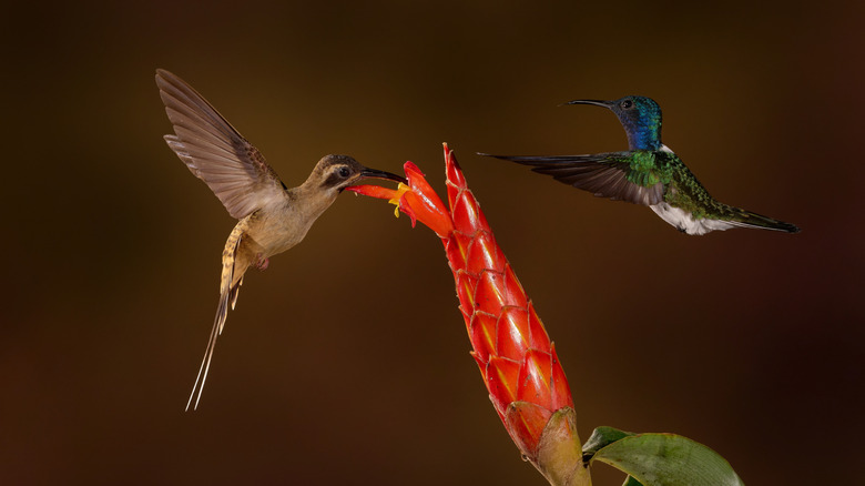 Some Of The Different Types Of Hummingbirds That Could Be Visiting Your ...