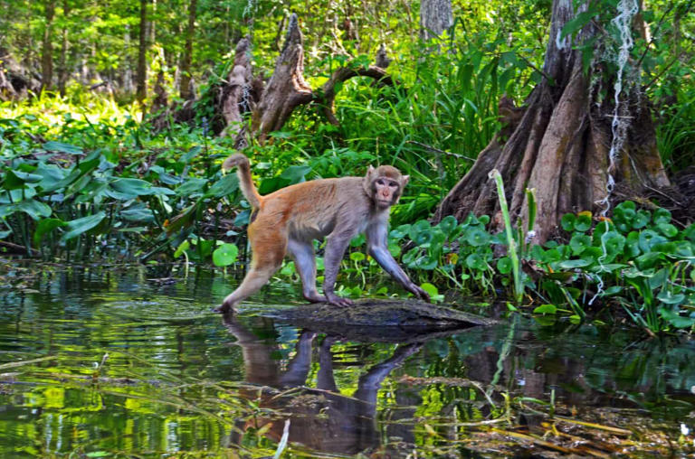 The Bizarre History of Morgan Island South Carolina’s Monkey Colony