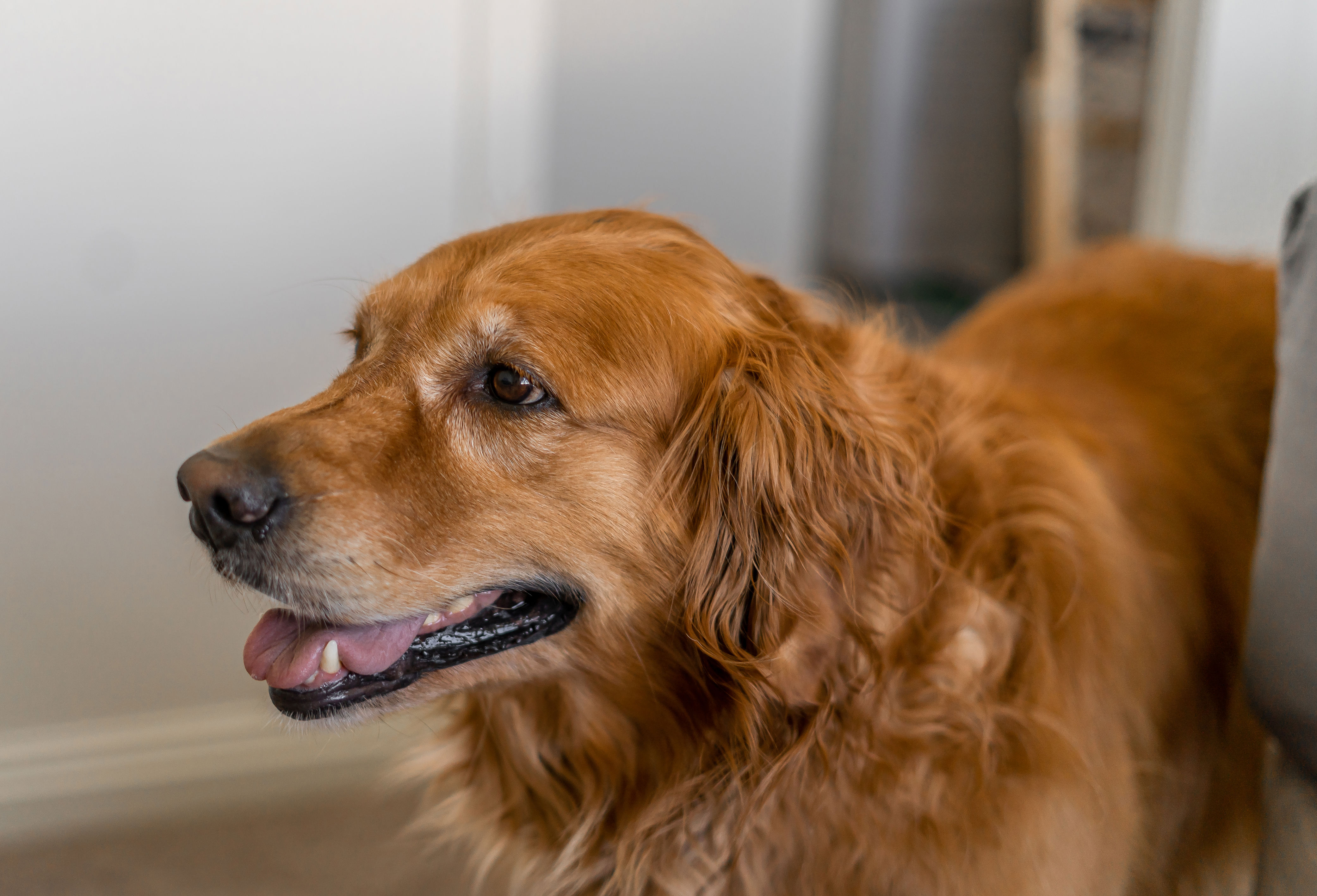 Golden retriever won't stop growing, owner pleads for help over growing pup