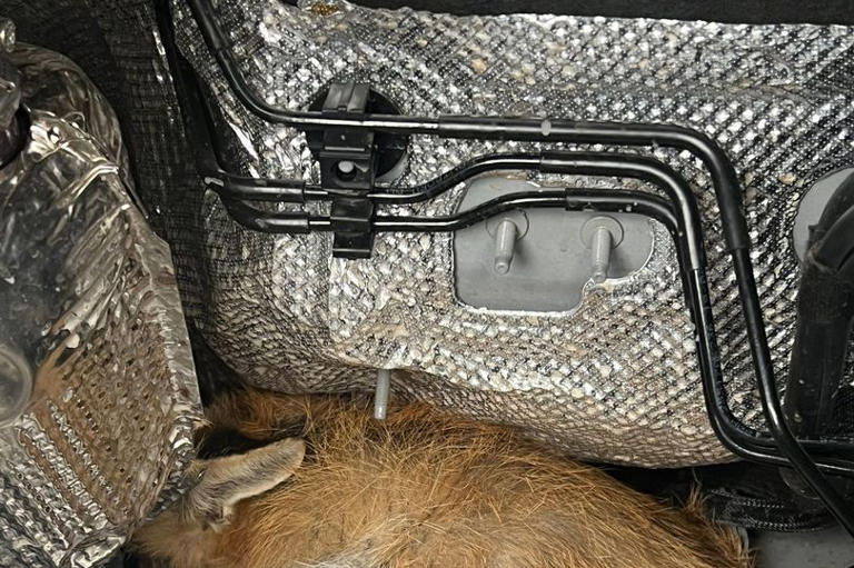 Fox rescued after becoming trapped inside Amazon delivery van engine in ...