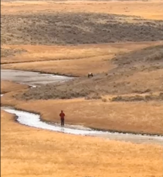 Watch: Tourist gets up close and personal with grizzly bear in Yellowstone