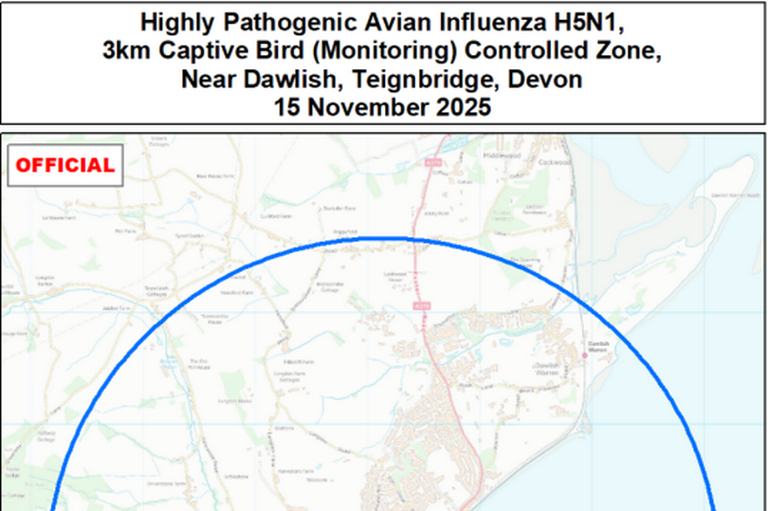 'Heartbreak' as bird flu outbreak hits Devon seaside town