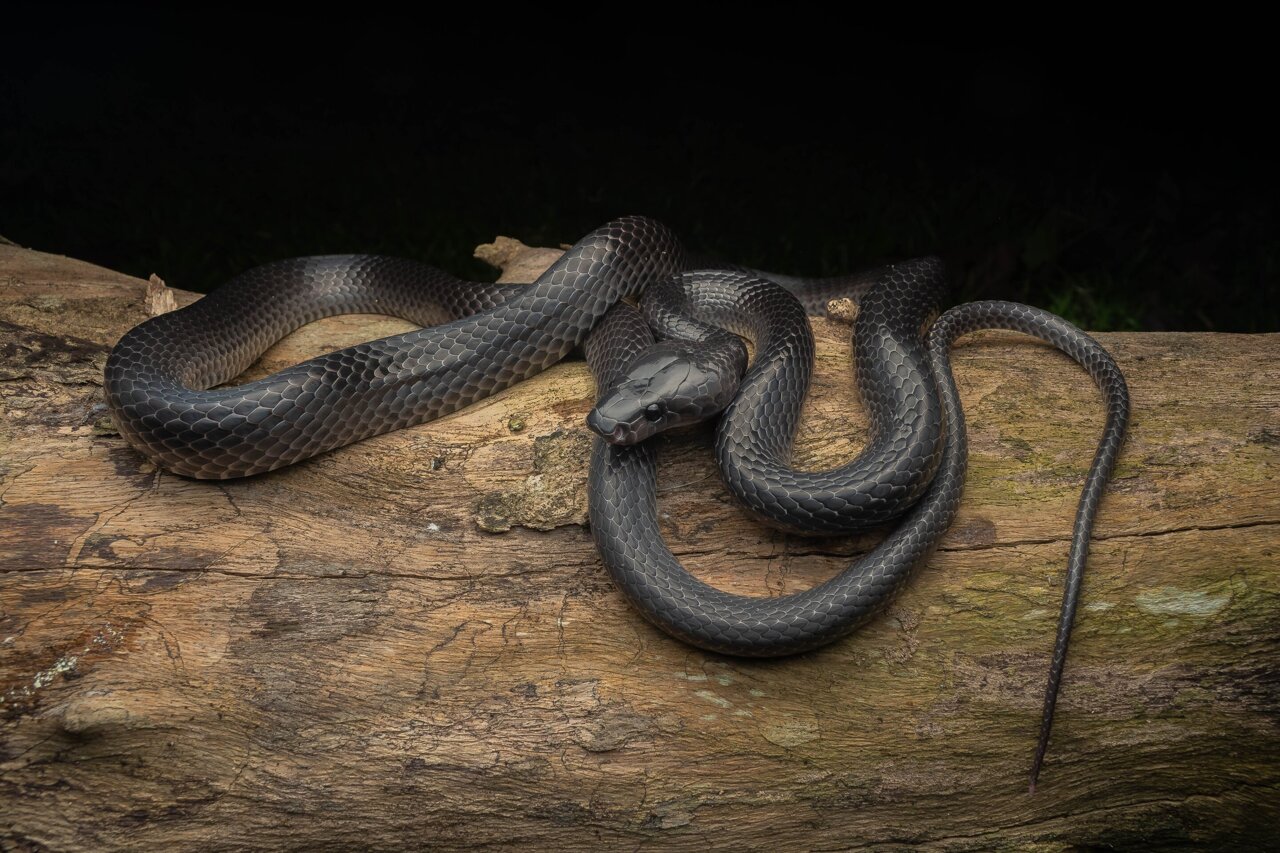 New snake species named in honor of Steve Irwin