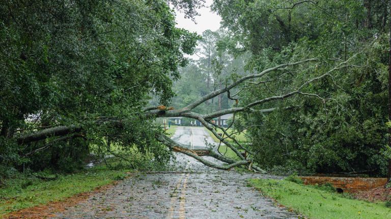 What To Do If A Tree From Your Yard Falls Into The Road Or Sidewalk