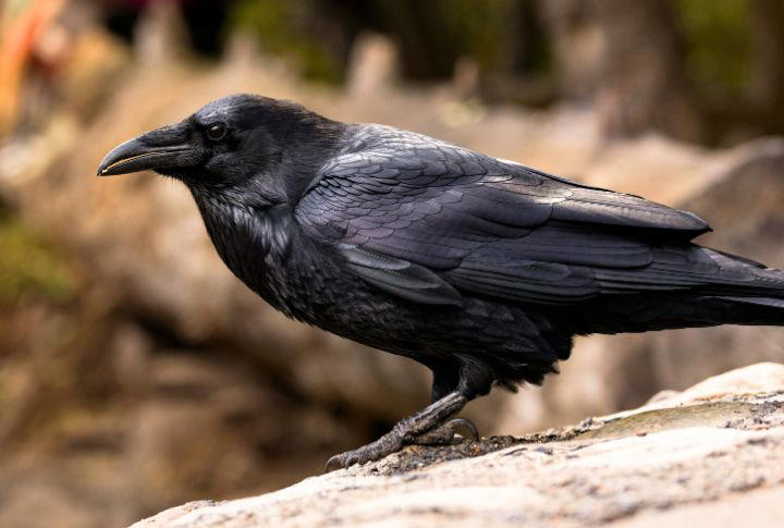 10 Incredible Insights Into The Secret Lives Of Ravens