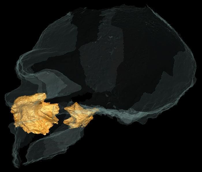 The Most Intact Neanderthal Ever Found Reveals Their Big Noses Weren’t ...