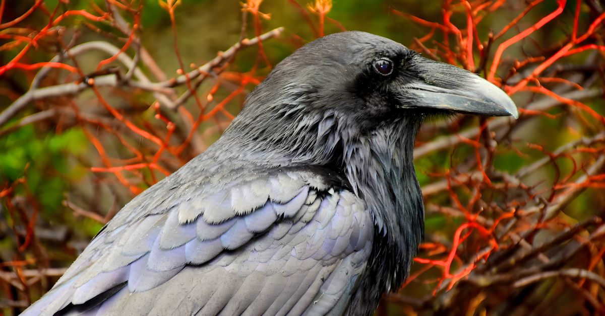 10 Incredible Insights Into The Secret Lives Of Ravens
