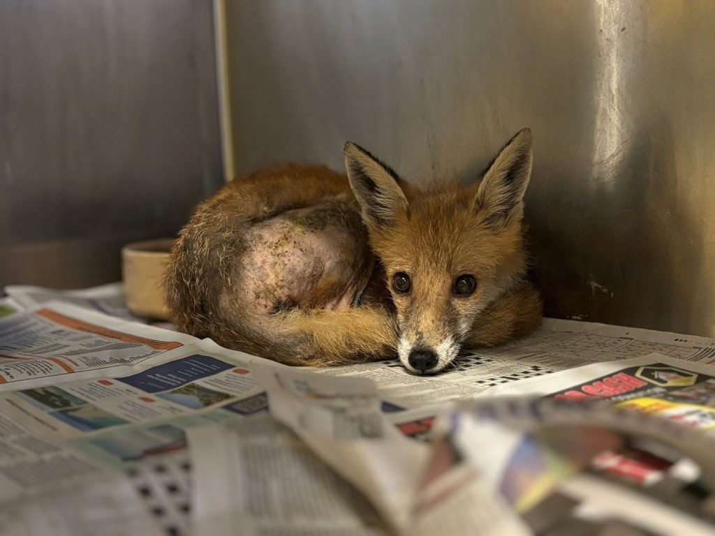 Fox trapped inside Amazon delivery van engine rescued