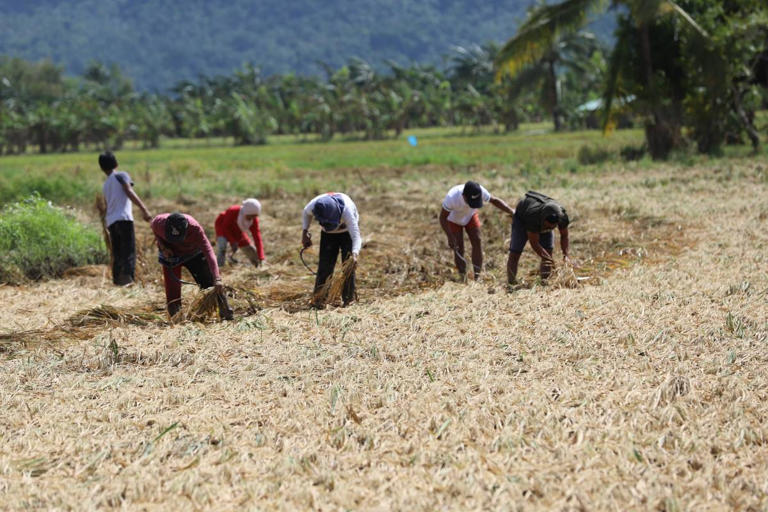 Bicol incurs P1.2B infra, agri damages due to Uwan