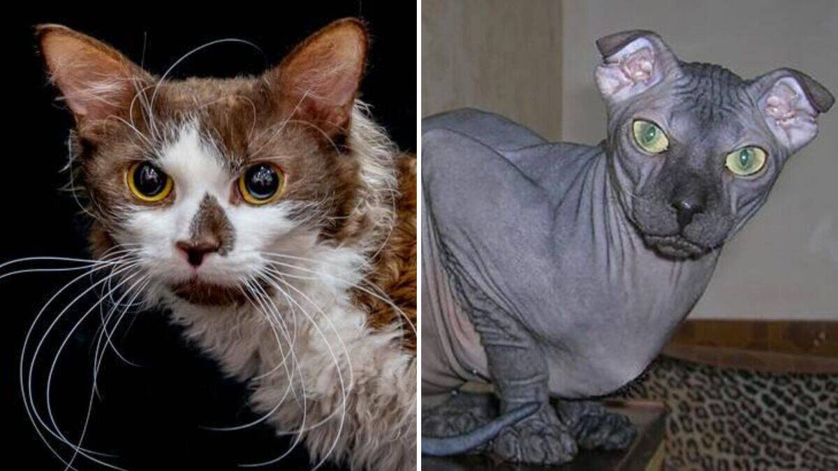 20 Bizarre-looking cat breeds that actually exist