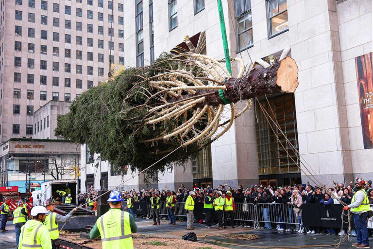 Everything To Know About the 2025 Rockefeller Center Christmas Tree