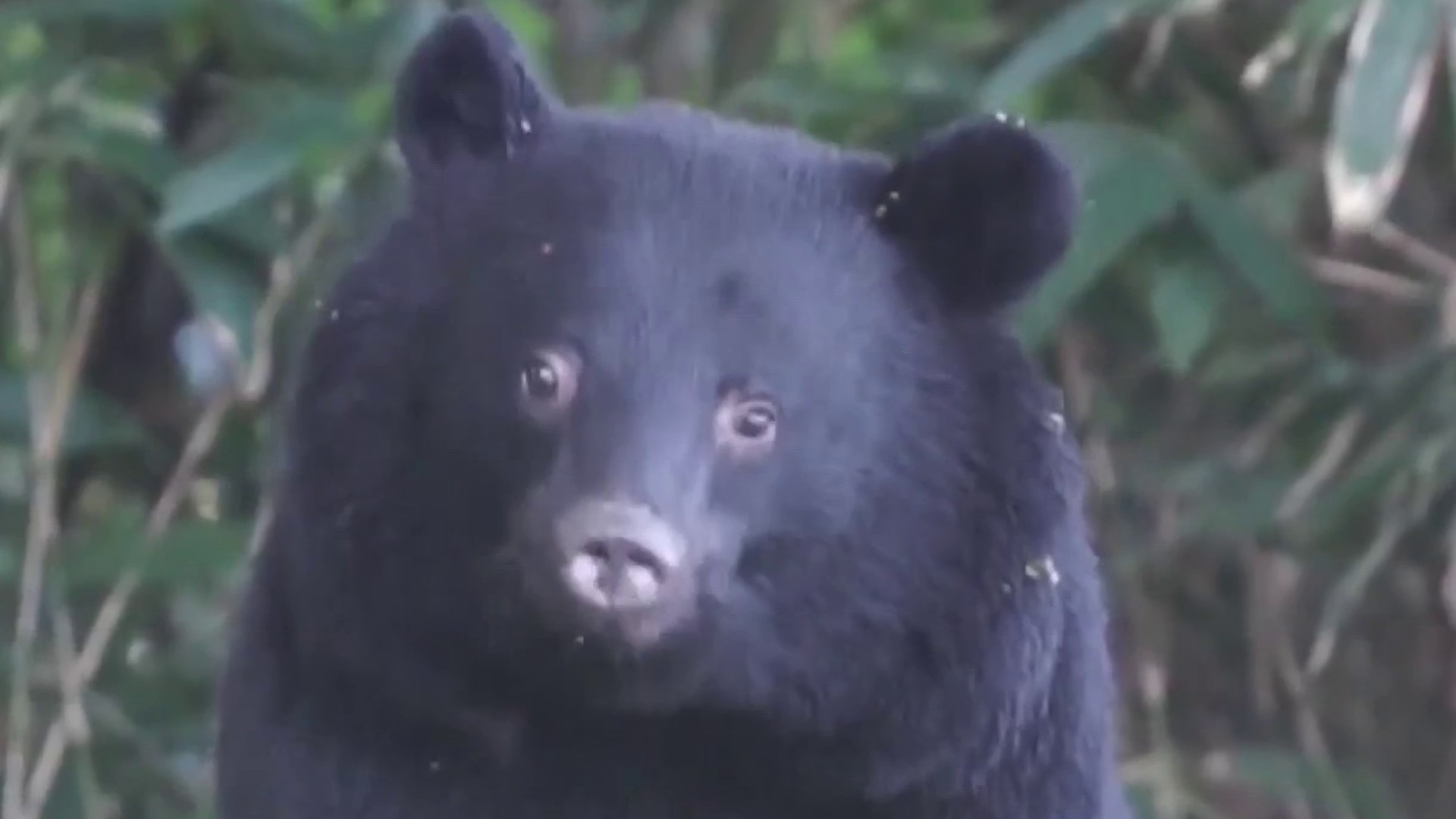 U S Issues Travel Warning For Japan As Country Deals With Spike In