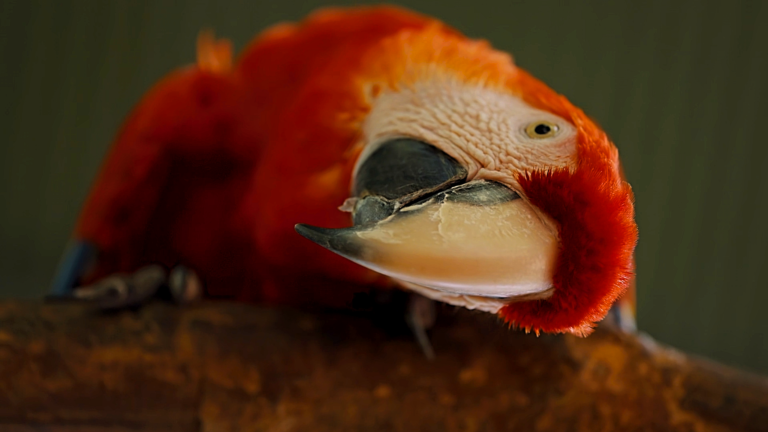 I Hid a Camera Near My Parrot and Got an Unexpected Reaction