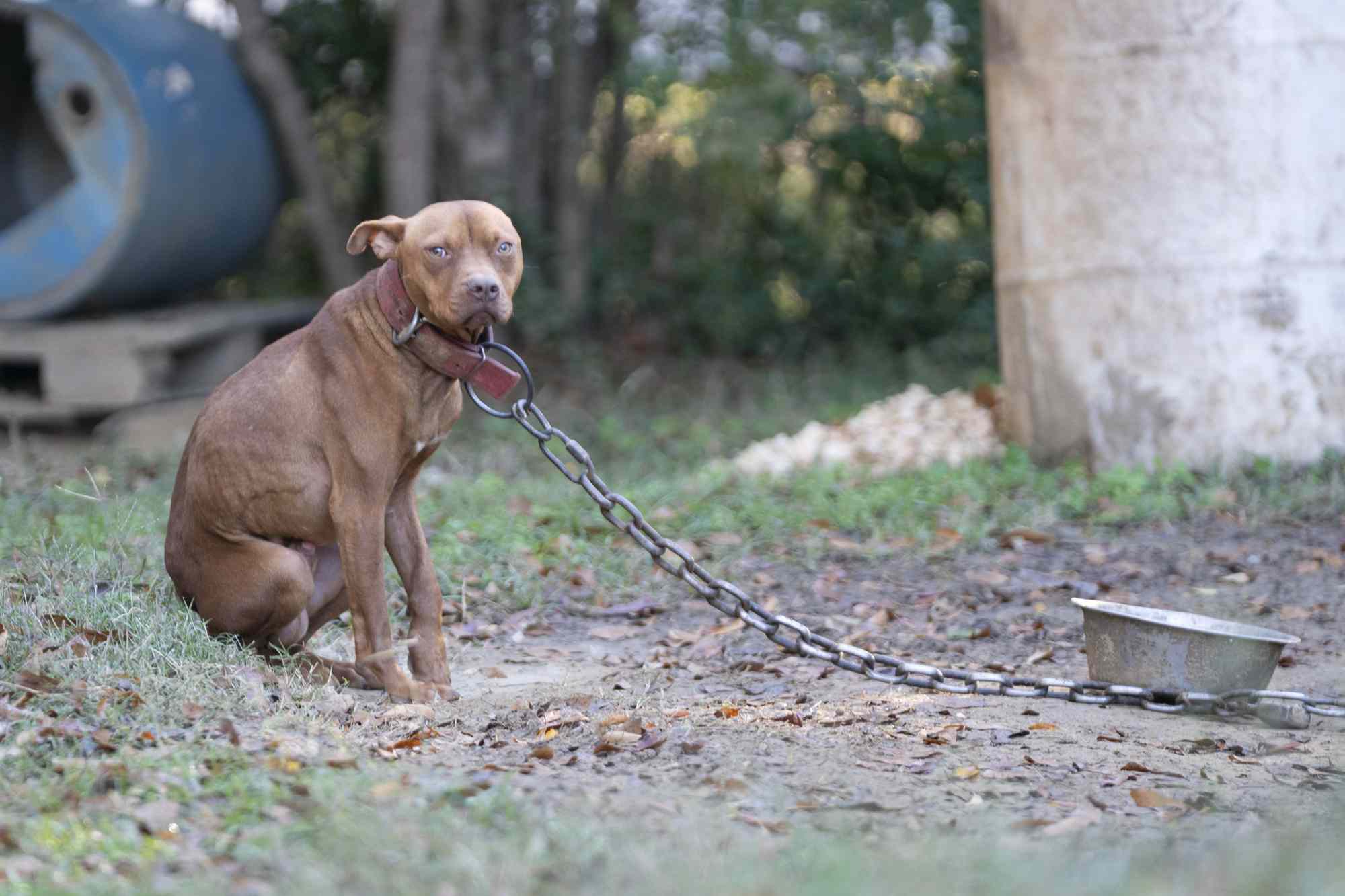 Over 45 Dogs Left Scared, Alone, and Chained in the Woods Rescued from(01)