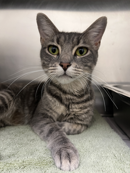 Abandoned Springfield cat set for lifesaving heart surgery