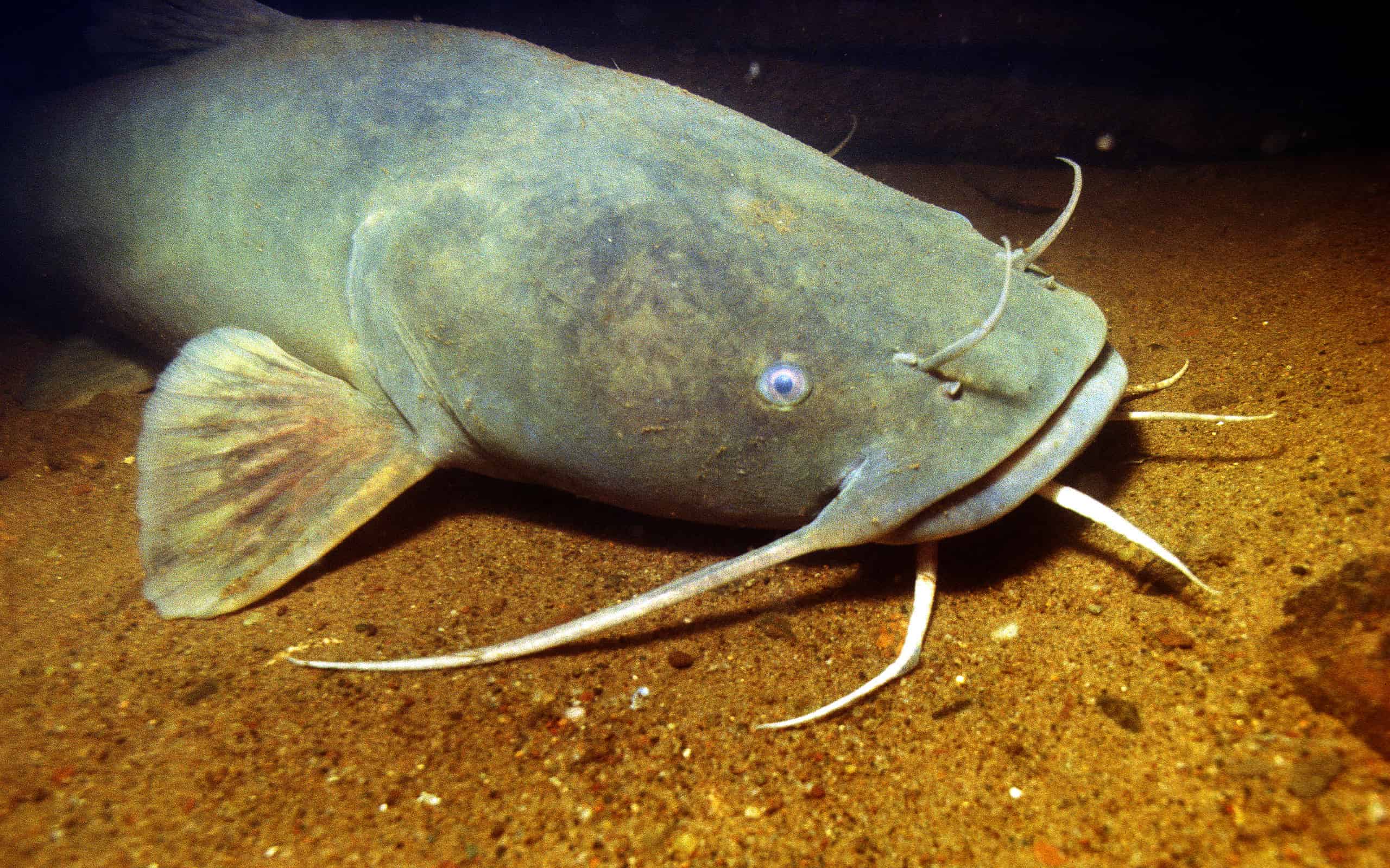 This fish is 40 feet long and found in US waters