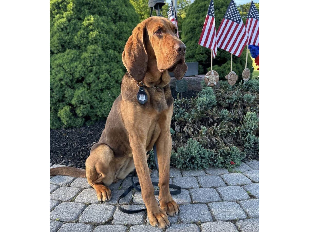 Police Dog Tracks Down Missing Bergen County Child PD