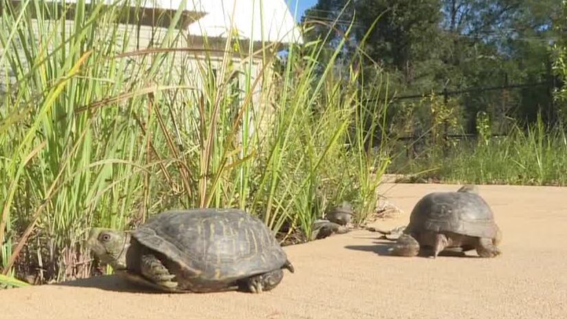Zoo Buddy: Box Turtles!