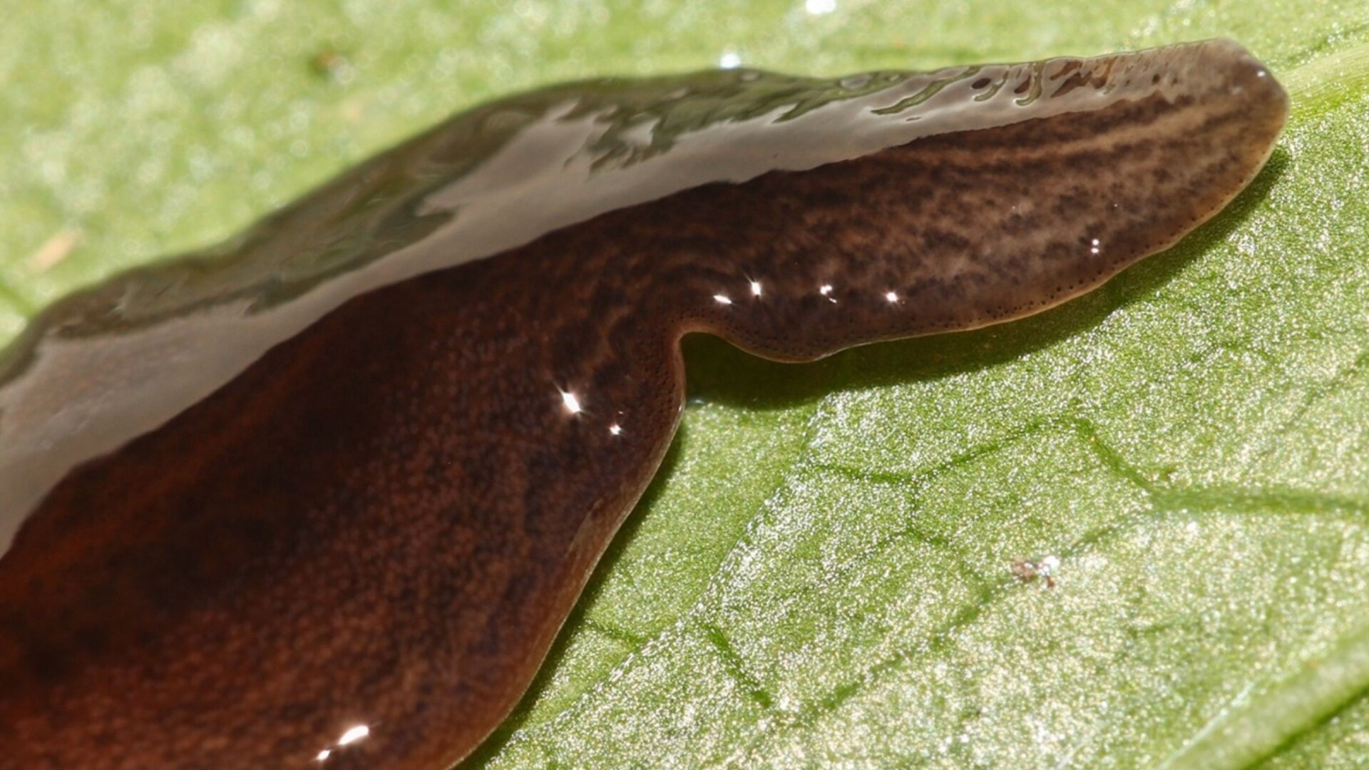 Bereits in Deutschland: Fleischfressender Wurm breitet sich aus – darum ...