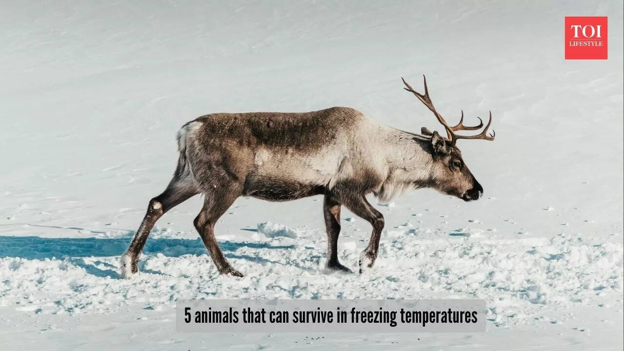 5 animals that can survivein extremely cold temperatures