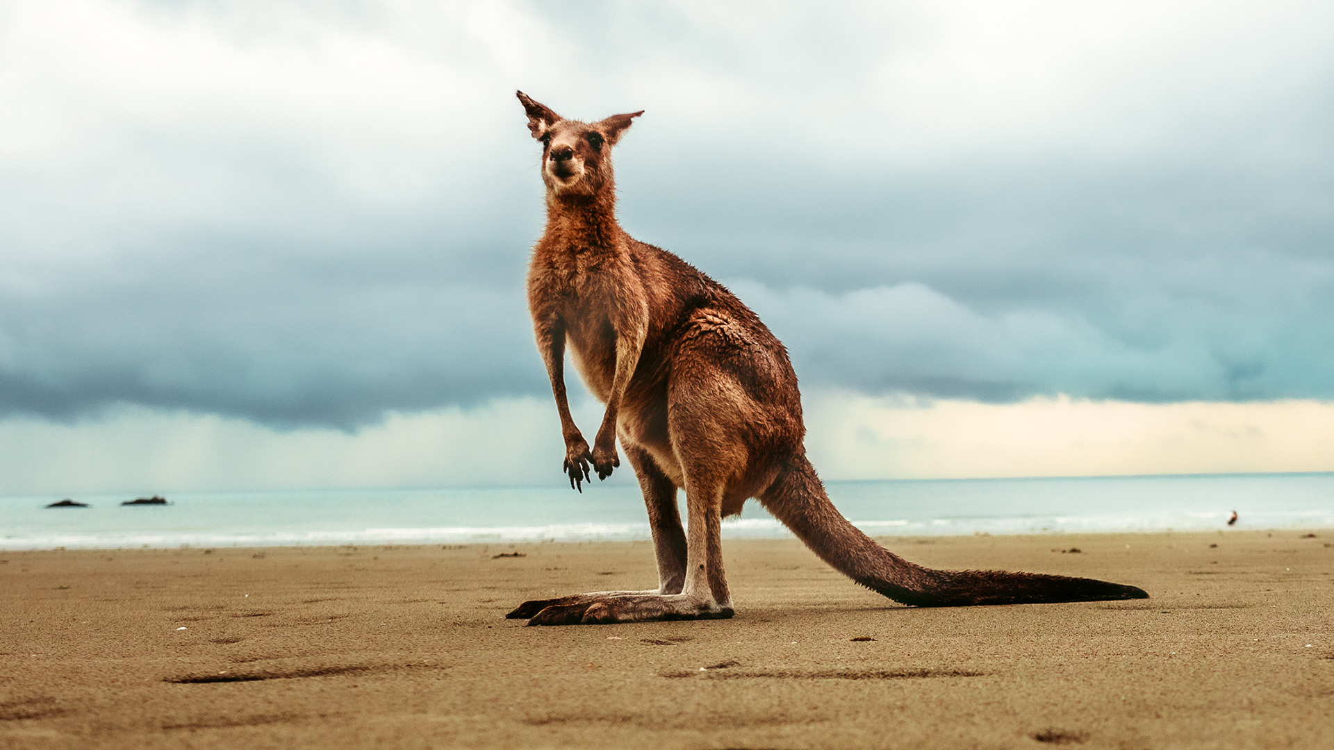 kangaroos-vs-the-outback-animal-empires