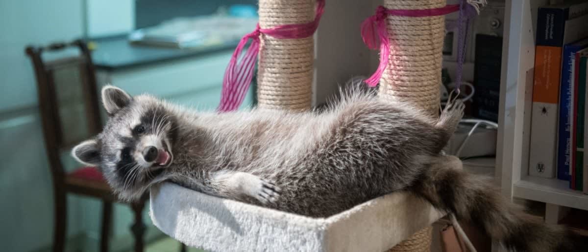 Raccoons Are Evolving Into Domesticated Pets, Scientists Confirm