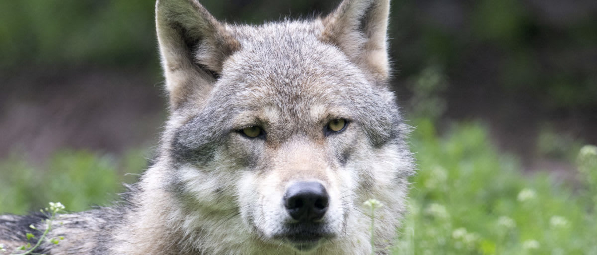 Wild Wolf Caught On Video Possibly Using Human Tools For First Time Ever