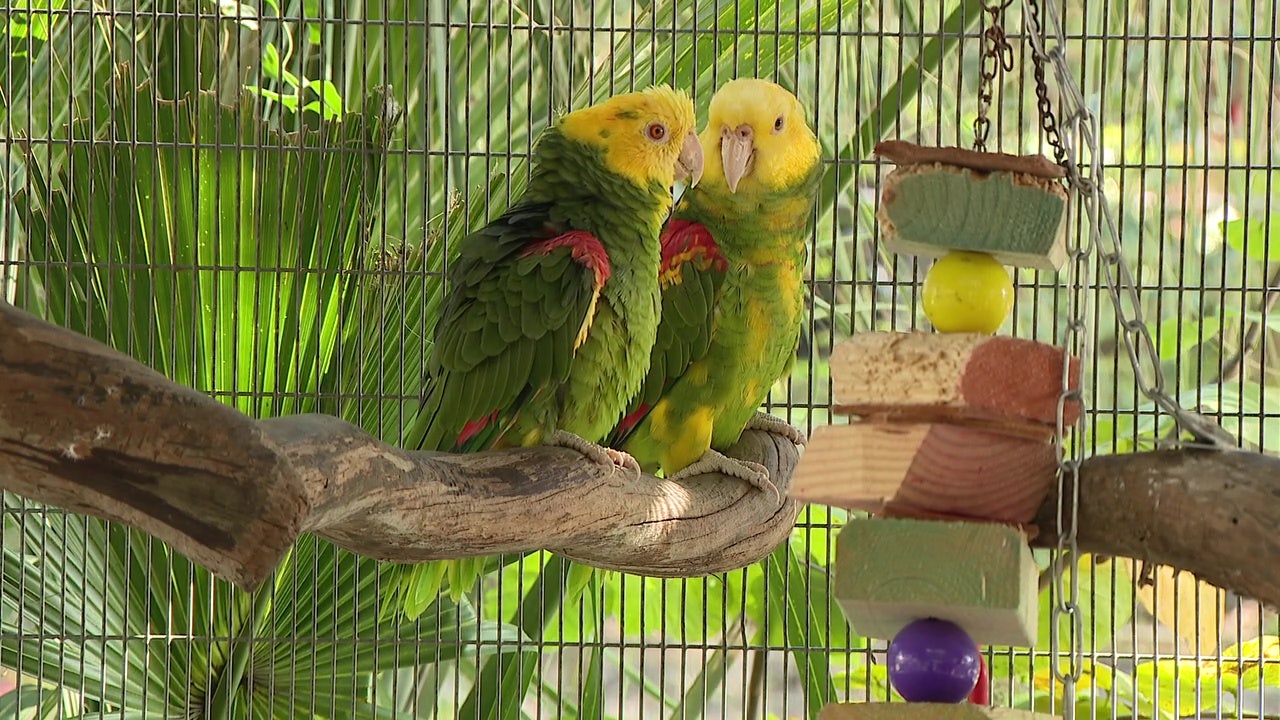 Gallery Detail: Rescued Parrots Find A Home At Inverness Sanctuary