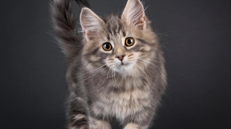 Rare Maine Coon With Blue Tortie Smoke Coat Captures Attention Online