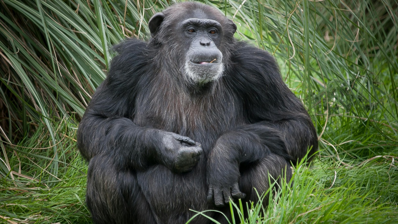 Chimps stun scientists by changing minds with new evidence