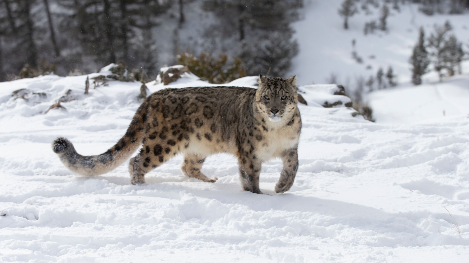 Everything You Need To Know About The Snow Leopard
