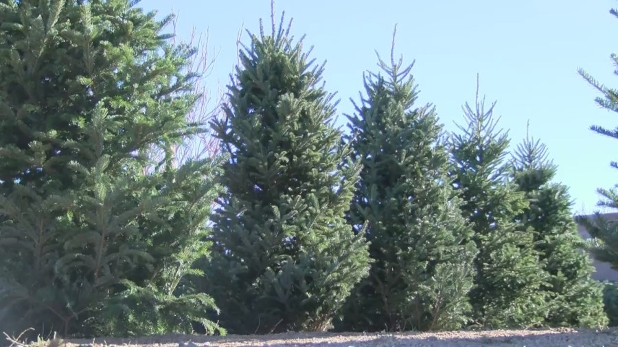 Reno christmas tree permits 2025