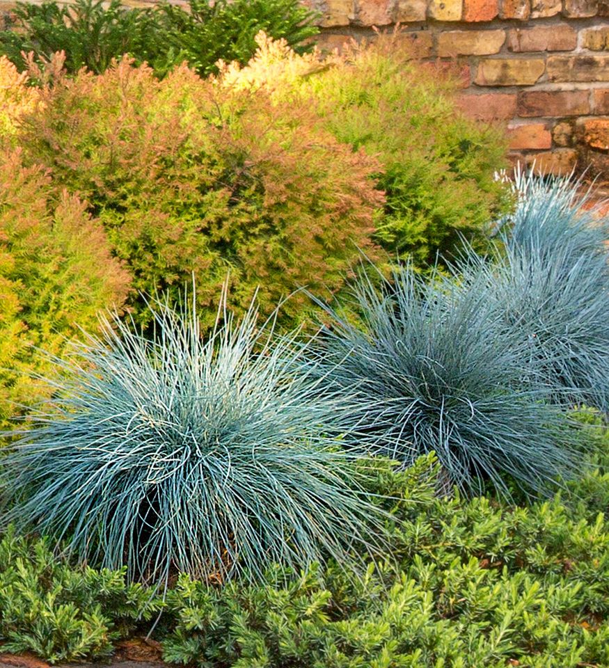 Beyond Blue™ Fescue
