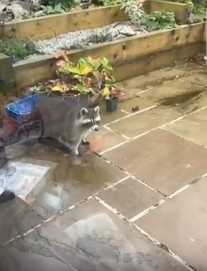 Watch: Overweight raccoon found wandering through English neighborhood