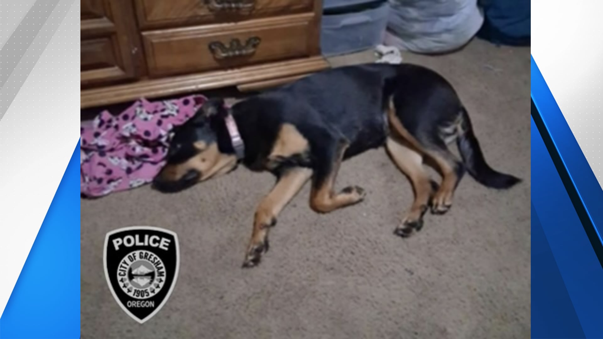 Gresham police find puppy stolen from man during alleged assault ...