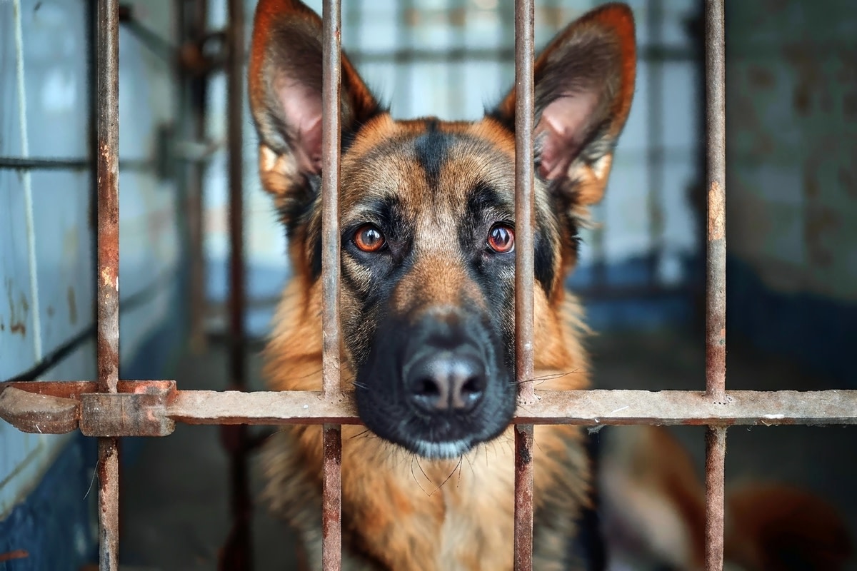 Shelter Shares the Heartbreaking Reasons Why Dogs Looking for Forever