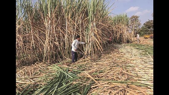 Cane farmers pick Maha mills for better rates