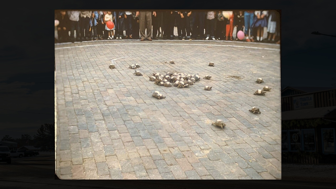 Minnesota has a professional turtle racing track and it’s been packed ...