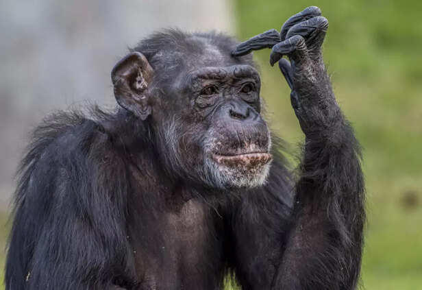 Meet the Real Animal Einsteins!