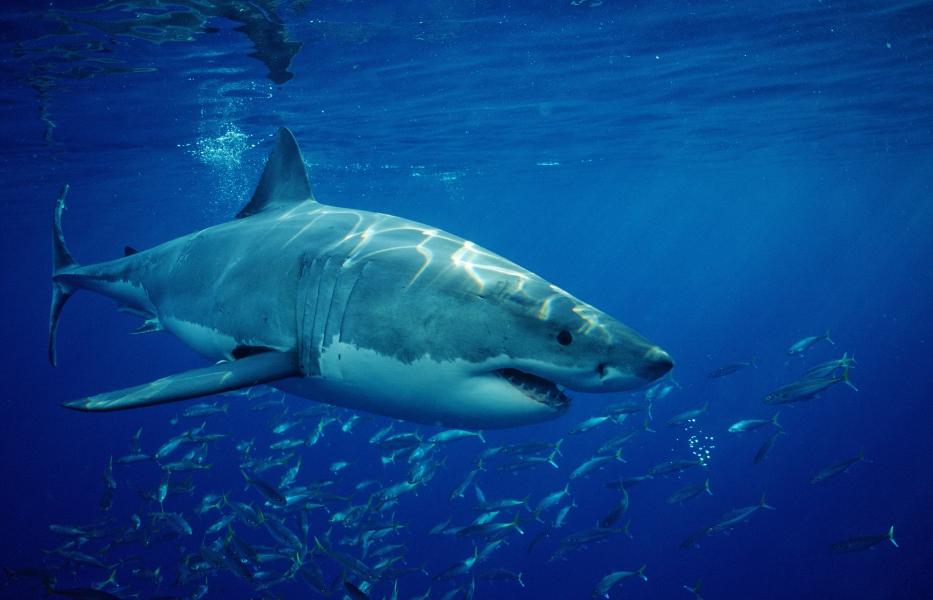 Why don’t aquariums have great white sharks?