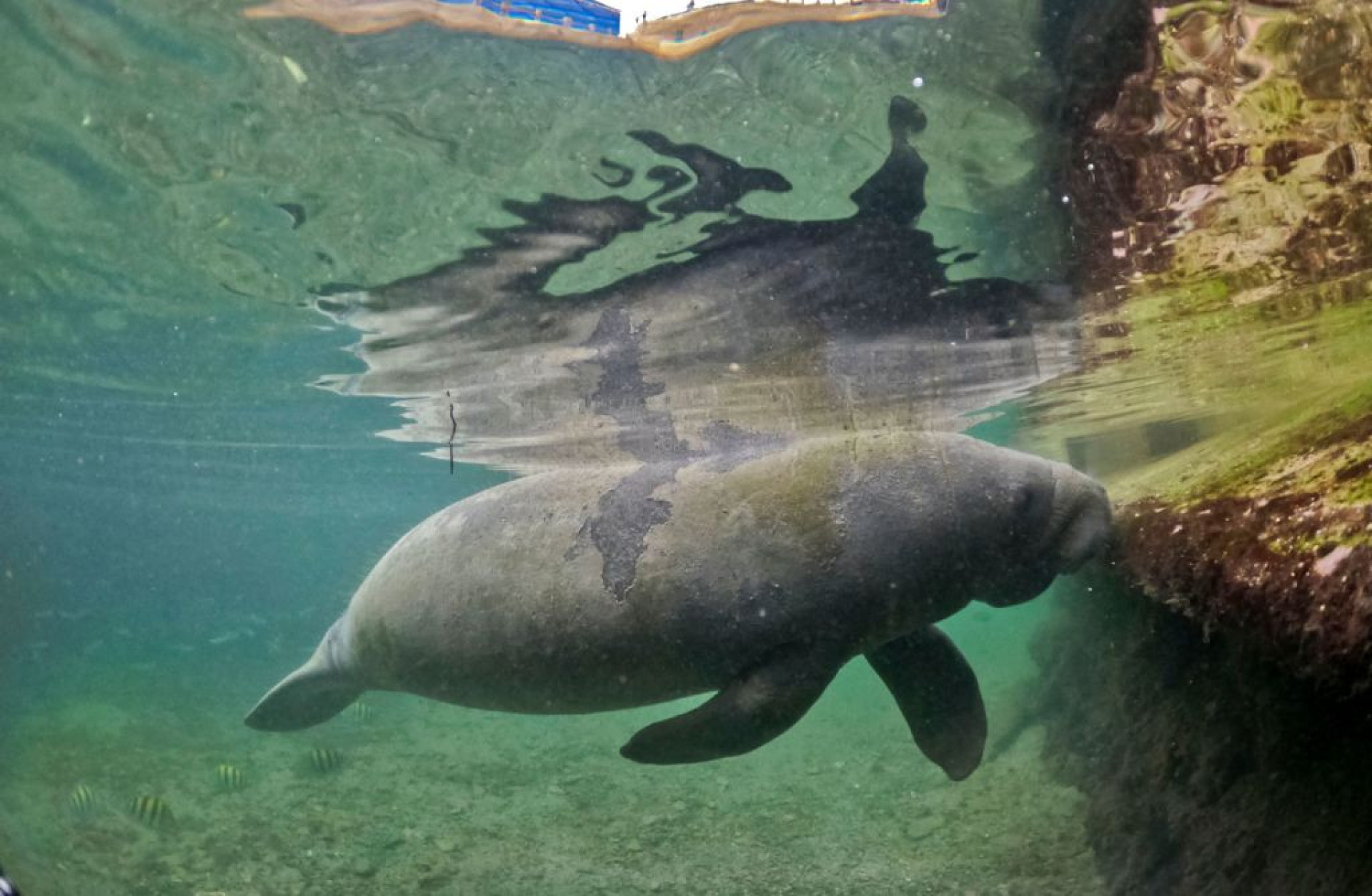 The astonishing world of the manatee