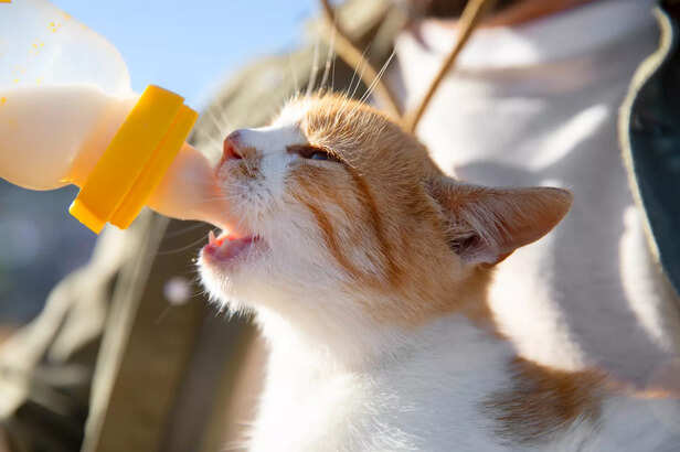 Image showcasing Stop! Don't Give Your Cat Milk Just Yet!